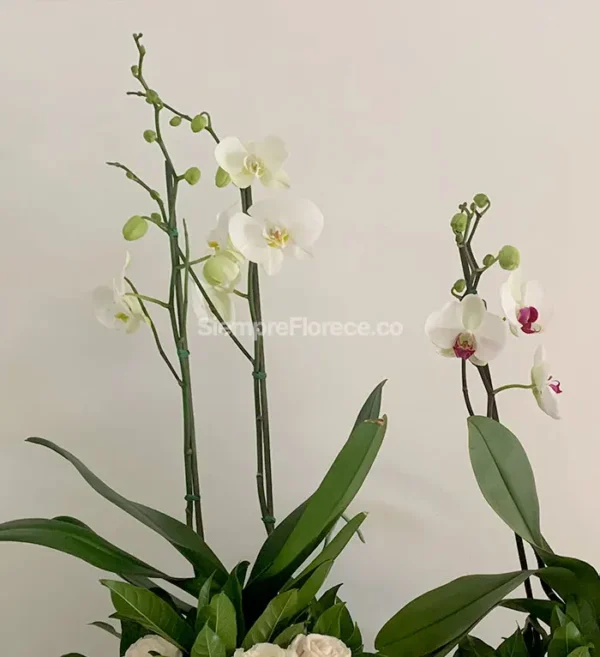 orquideas-phalaenopsis-cali-colombia-floristeria-florece