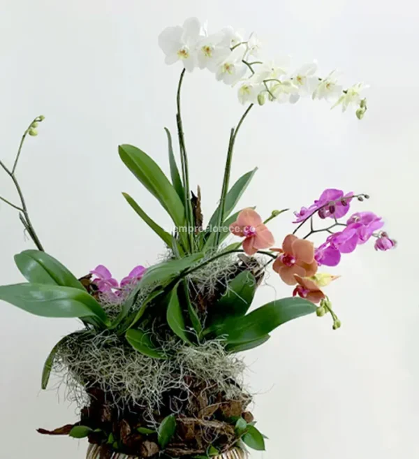 arreglo de floresl con orquideas en cali