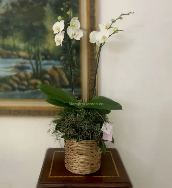 arreglo-floral-con-orquidea-y-canasto-artesanal-cali