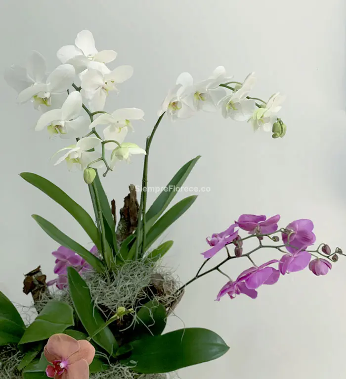arreglos florales elegantes grandes con orquídeas orquideas phalaenopsis