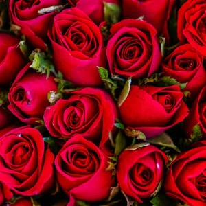 rosas-al-por-mayor rosas-al-por-mayor