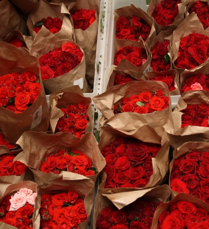 distribuidora-de-flores-cali-colombia